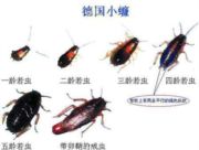 嵊州市环洁杀虫服务中心