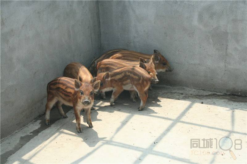 野猪养殖场