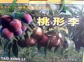 嵊州金庭 “羲之牌”桃形李