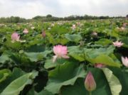 梁鸿湿地公园