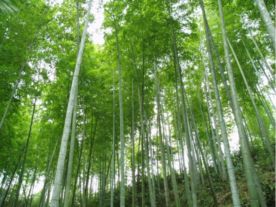 清港排头山咀毛竹出售