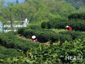 霍山黄芽农家直销店