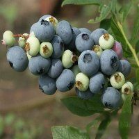 苏州蓝莓盆景出售