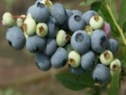 苏州蓝莓盆景出售