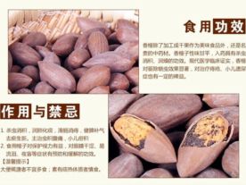 香榧