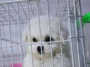 比熊幼犬出售 可送货 质保三年