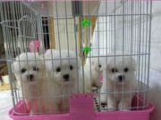 比熊幼犬出售 可送货 质保三年