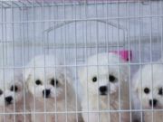 比熊幼犬出售 可送货 质保三年