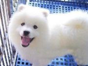 实物拍摄 赛级犬冠军犬萨摩耶犬出售带血统