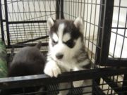 ?雪地骑士?精品二哈幼犬待售?可刷卡品质