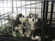 ?雪地骑士?精品二哈幼犬待售?可刷卡品质