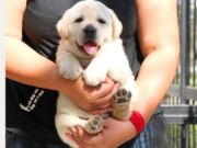 顶级拉布拉多导盲犬 血统纯正 健康质保可