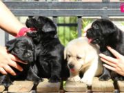 顶级拉布拉多导盲犬 血统纯正 健康质保可