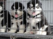 出售纯种巨型红黑阿拉斯加幼犬签协议质保