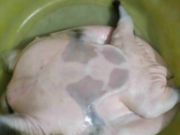 宏哥纯天然野生甲鱼野猪肚等野味预订专卖