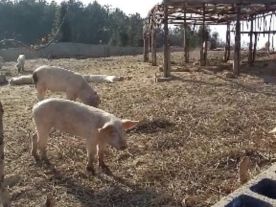 千云放养土猪肉