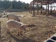 千云放养土猪肉