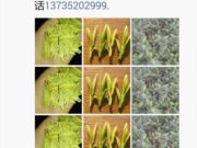 小昆香榧