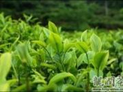 寿县南门外大别山茶行