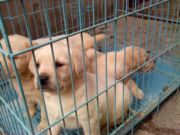 太仓诺瑞拉布拉多犬舍