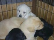 太仓诺瑞拉布拉多犬舍