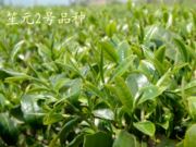 嵊州市笙元茗茶试验场