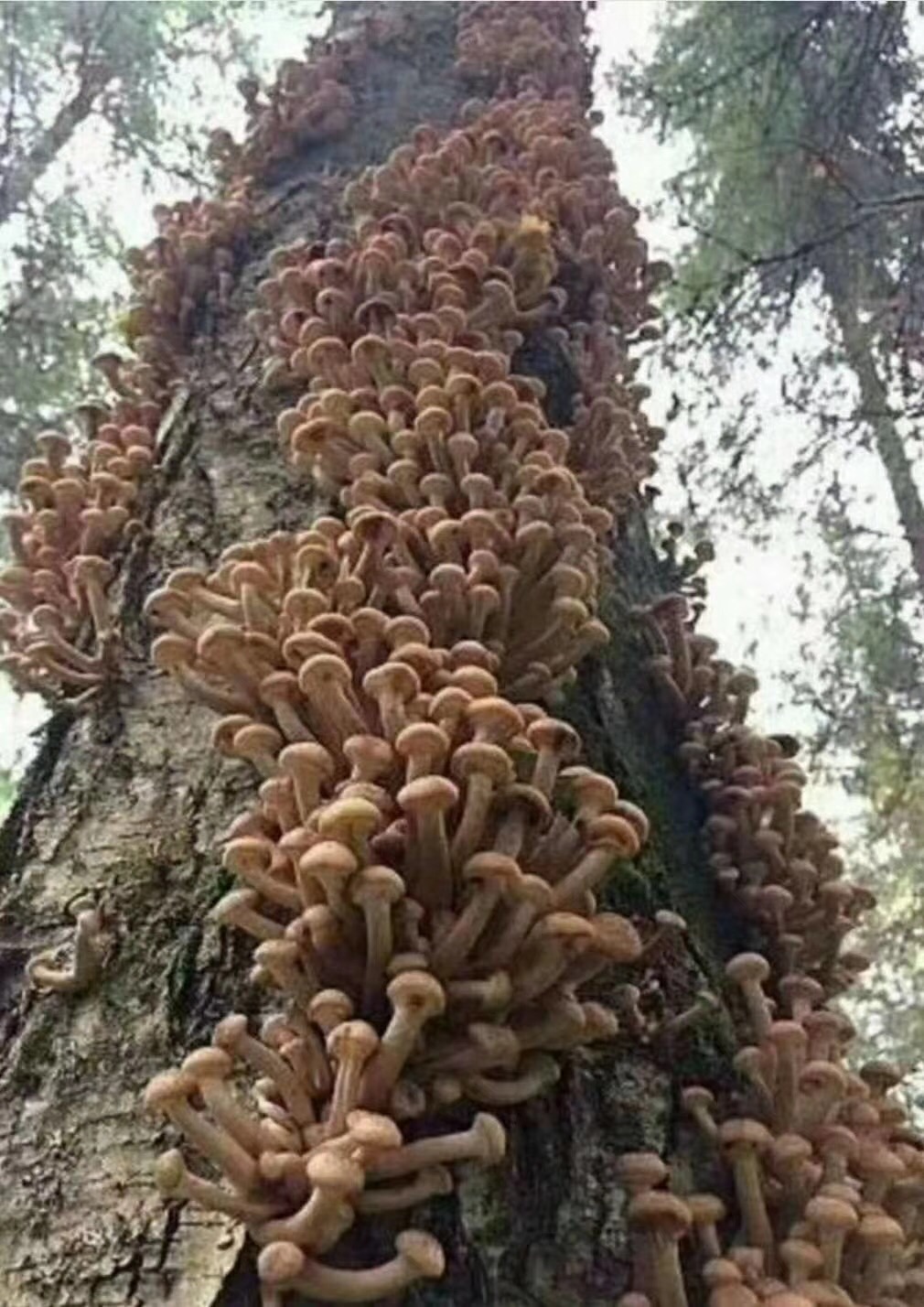 长满在树上的蘑菇你见过吗,密集恐惧症慎点