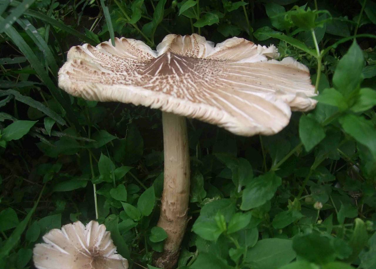 这东西是鸡枞还是鸡腿菇,可是鲜美之物?