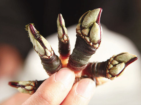 让人在睡梦中都回味的香甜 不可错过的糖果