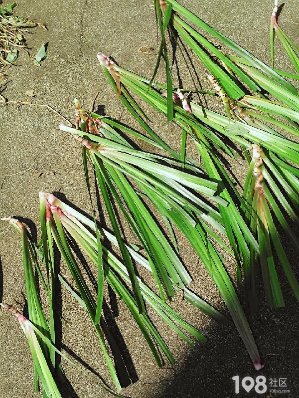 家中常备!看到这草就感觉闻到肉的味道,没荤菜的日子就要它