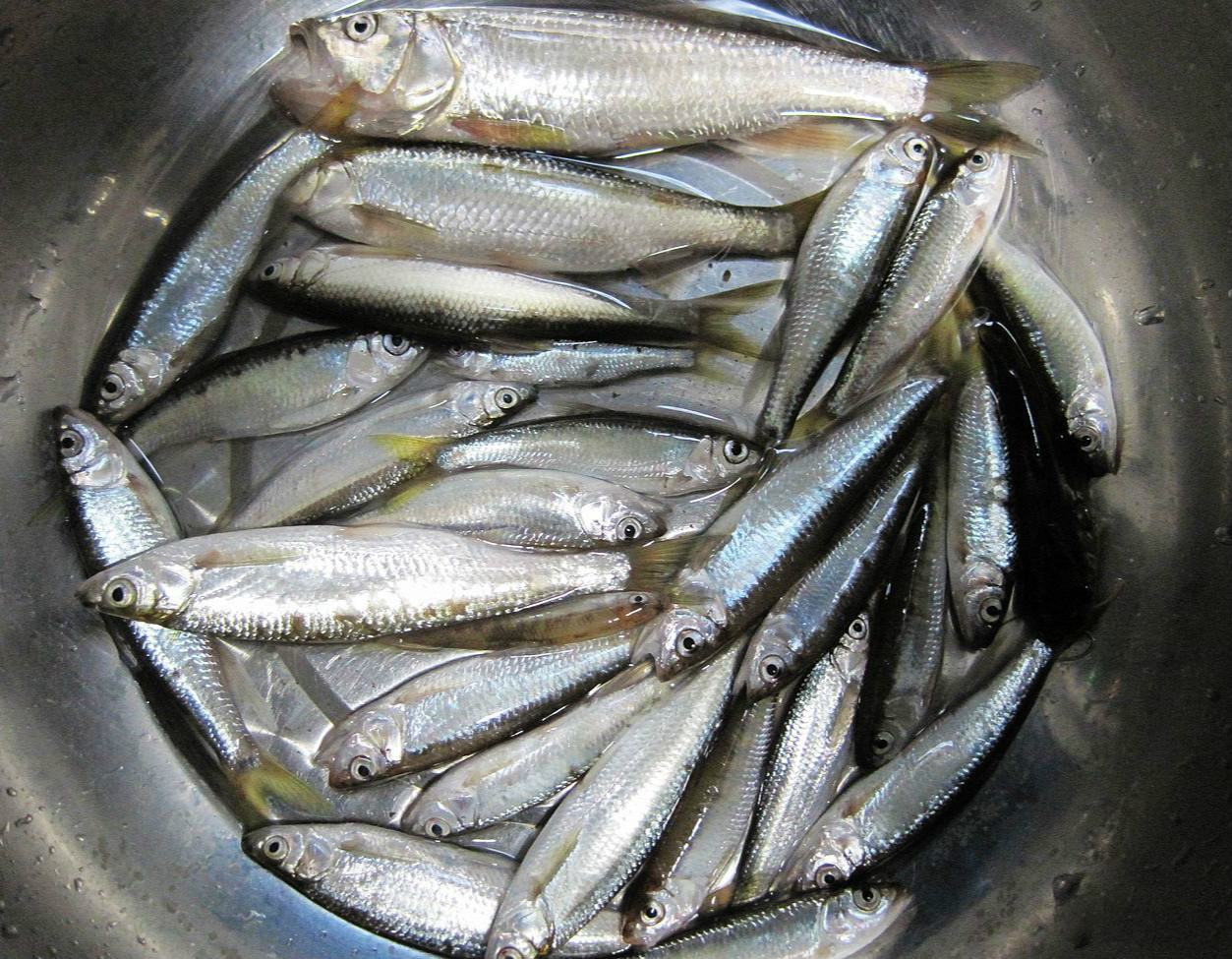 海宁哪里可以买到河里的餐条鱼(回答本问题赢18积分)