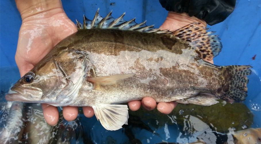 路边捡河鲜 河里捞野生大桂鱼!这里竟有这么多好东西