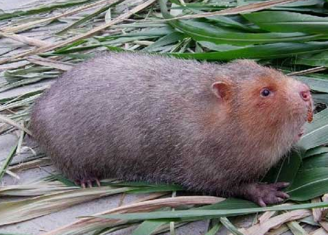 史上最丫霸野味!从没打到过这么罕见的