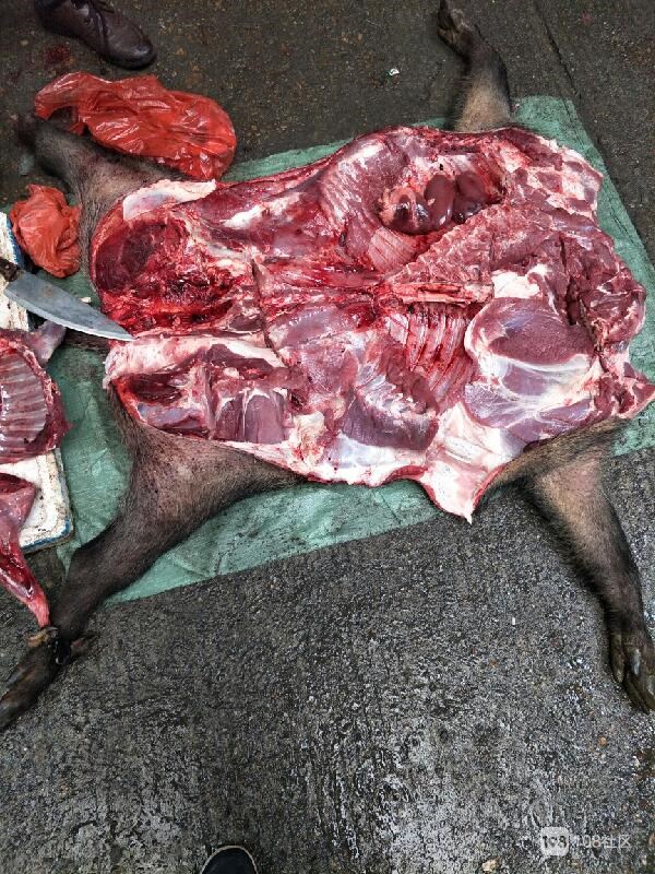 野猪头肉图片