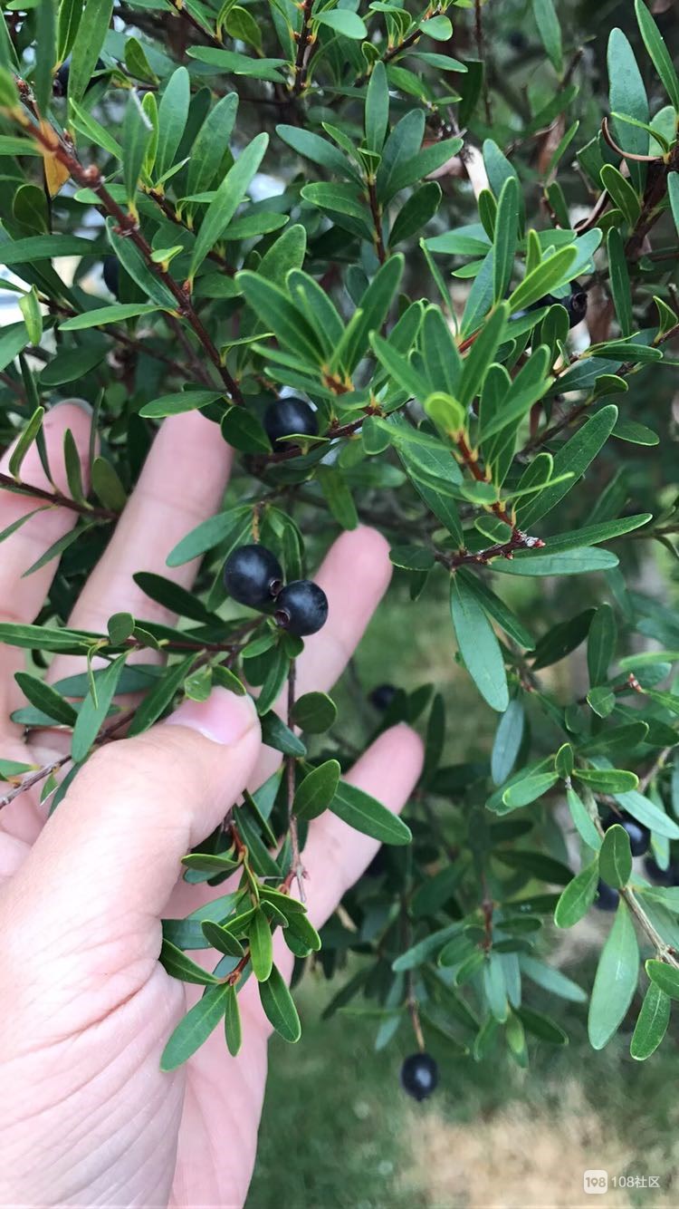 不是中毒!吃了舌头会变黑,酸酸甜甜的像极了蓝莓简直是回忆