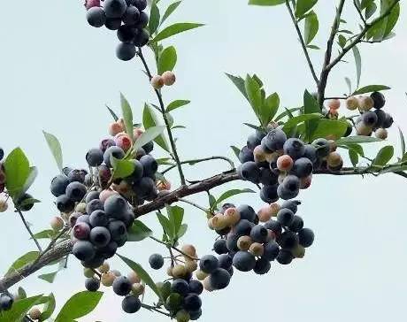 温岭人香菜喜恶大pk!爱我你们怕了吗