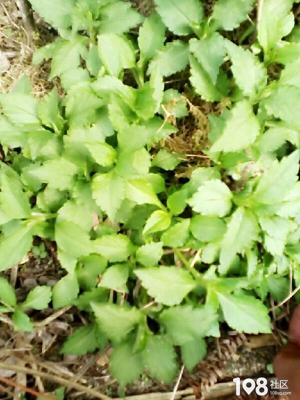 你是否总是清炒苦益菜呢?其实这样烧也很好吃哦~学起来!