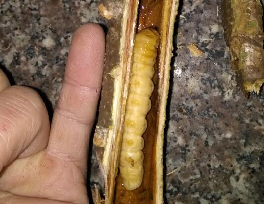 手指粗细的斗米虫,妈妈说能治哭夜尿床