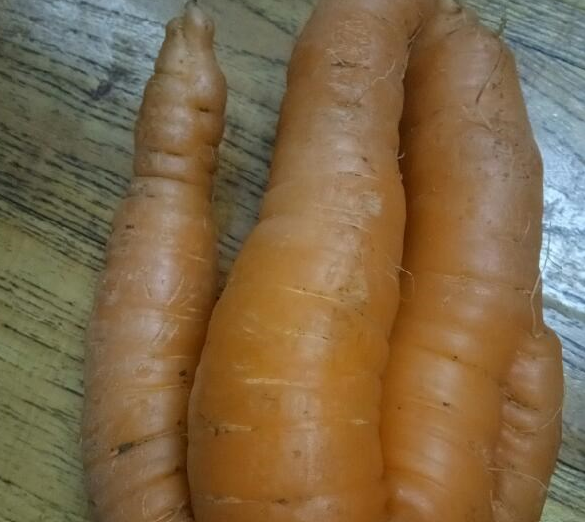 胡萝卜成精想变身成人!超大还长出了五个"指头"