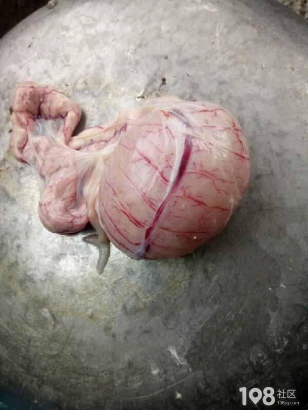猪睾丸的结构示意图图片