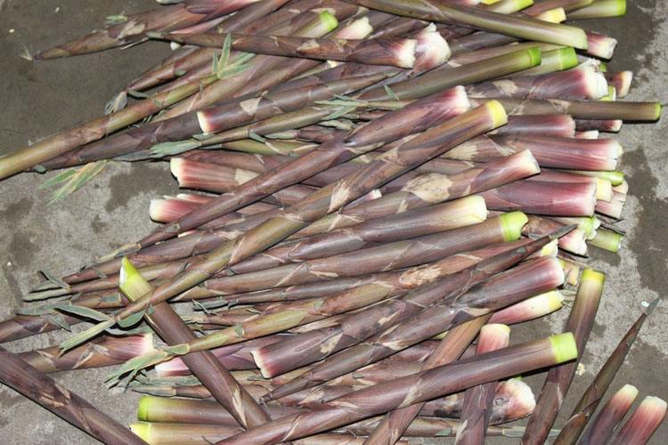 鄱阳山里鸟笋遍地要一起扯吗?手指头粗细看着就来事!