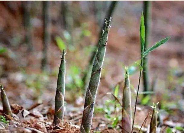 山上小竹笋遍地等你来"捡"!晒干或炒肉末腌菜 怎么都来事